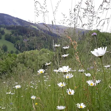 U Mushera Lägenhet *