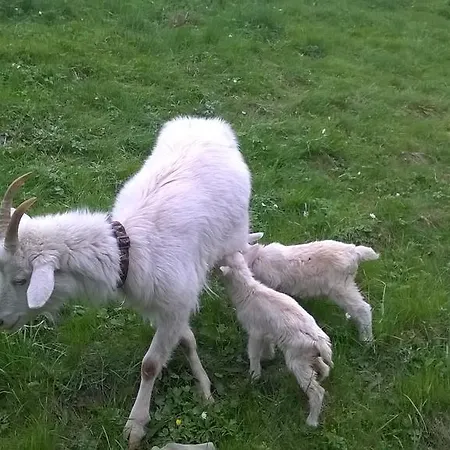 Lägenhet U Mushera *