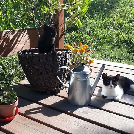 Apartmán U Mushera