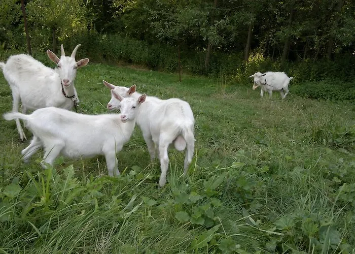 Lägenhet U Mushera *