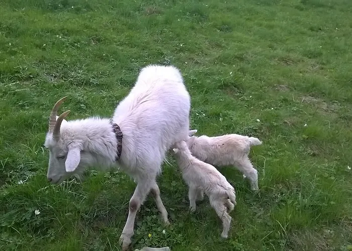 Lägenhet U Mushera *